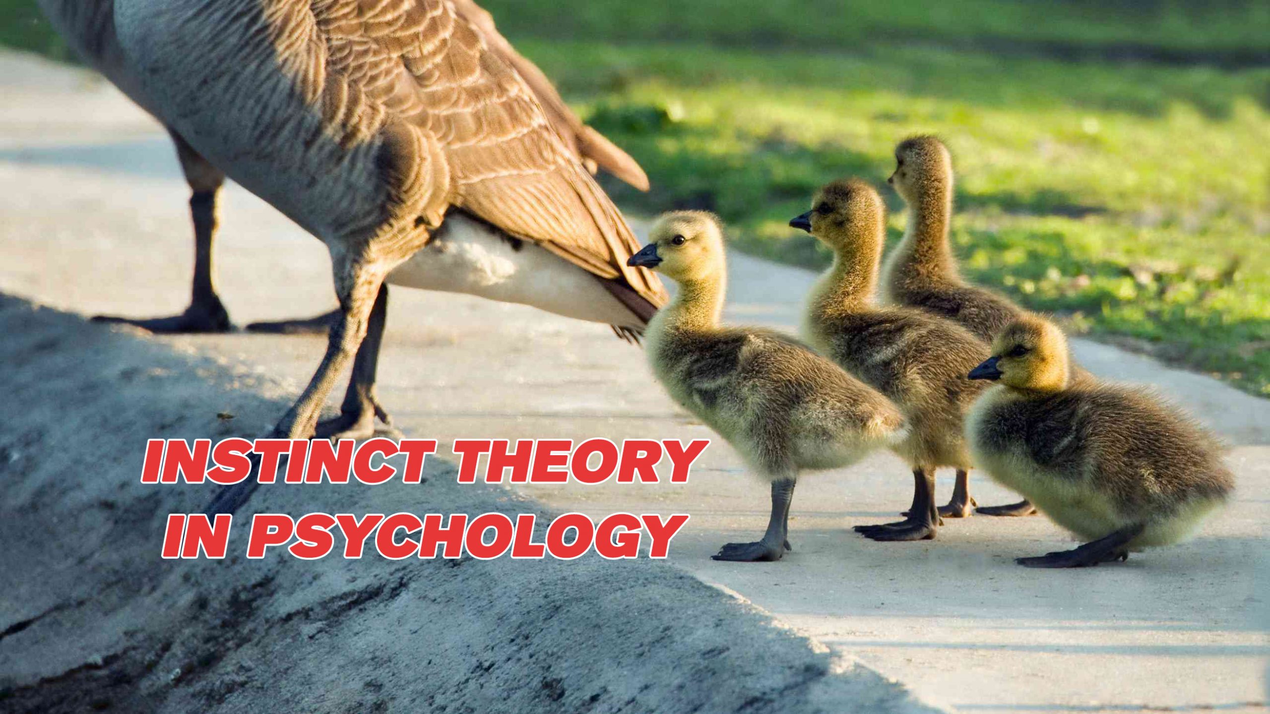 What is Instinct Theory in Psychology - Behavior Facts